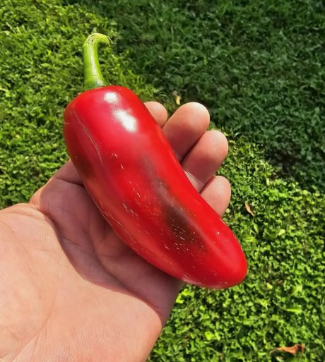 Mammoth JalapenoHot Pepper 25 Seeds  Fresh Heirloom  Home Garden Seeds