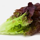 Red Romaine Lettuce 1000 Seeds Heirloomseedguy 2025 NonGmo Home Garden Seeds