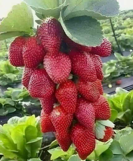 Red Strawberry Giant 200 Seeds Largest Fruit Organic Everbearing Seeds Home Garden Seeds