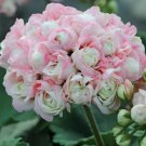 Appleblossom Geranium 15 Seeds Plants Garden Grow Your OwnHome Garden Seeds
