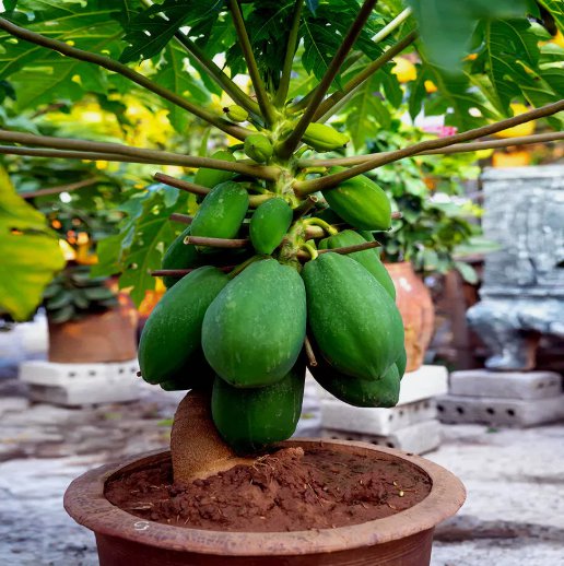 Dwarf Solo Waimanalo Tree 20 Seeds Carica Papaya Fast Fruit Houseplant Home Garden Seeds