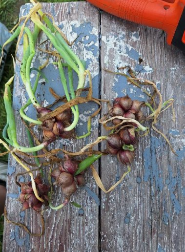 Egyptians Walking Onions 20 Seeds Winter,Perennial ,Tree Onion Bulbils Seeds Home Garden Seeds