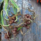 Egyptians Walking Onions 20 Seeds Winter,Perennial ,Tree Onion Bulbils Seeds Home Garden Seeds
