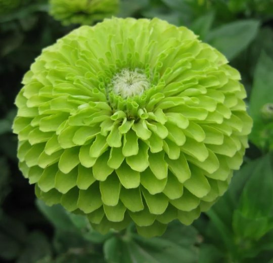 Green Zinnia Flower 100 Seeds "Envy" Garden Bees Birds Annual  Home Garden Seeds