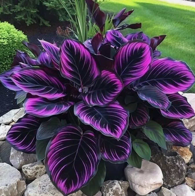 Purple Tip Calathea Couture Flower 25 Seeds Indoor Or Outdoor Beautiful PlantHome Garden Seeds