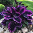 Purple Tip Calathea Couture Flower 25 Seeds Indoor Or Outdoor Plant Home Garden Seeds