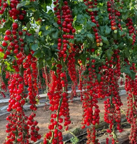 Waterfall Tomatoes 100 Seeds Sweet High Yield  Heirloom  Organic  Rare Home Garden Seeds