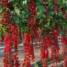 Waterfall Tomatoes 100 Seeds Sweet High Yield  Heirloom  Organic  Rare Home Garden Seeds