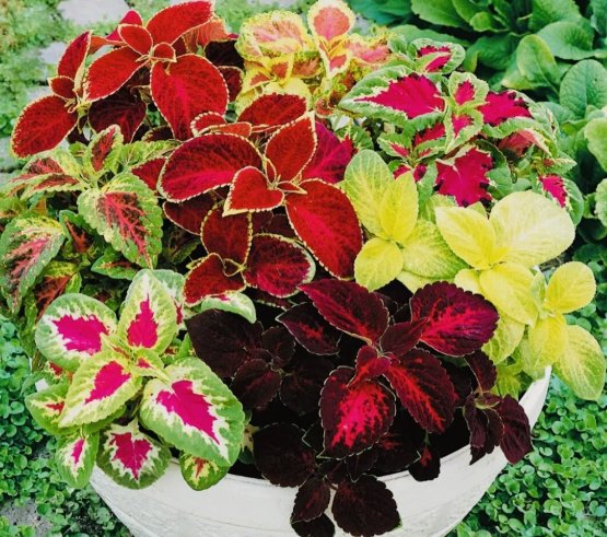 Coleus Rainbow Mix Flower Seeds Non Gmo Fresh Harvest  Home Garden Seeds