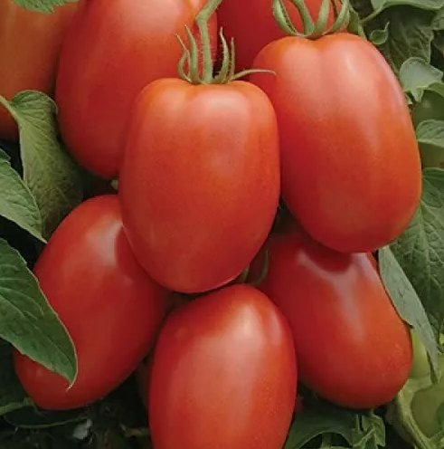 Roma Tomato 50 Seeds Heirloom  Nongmo  Seed Store 1026 Home Garden Seeds
