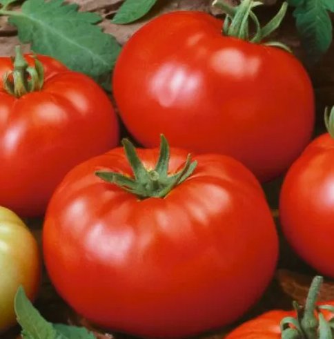 Beefsteak Tomato 50 Seeds Heirloom / Nongmo  Seed Store 1020 Home Garden Seeds
