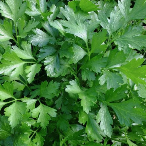 Italian Giant Parsley 250 Seeds Non-Gmo Heirloom Flat-Leaf Parsley  Home Garden Seeds
