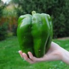 Emerald Giant Bell Pepper 30 Seeds Sweet Non Gmo Heirloom Organic Home Garden Seeds
