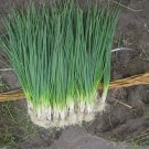 250 White Lisbon Bunching Onion Seeds Scallions NonGmo Heirloom Home Garden Seeds