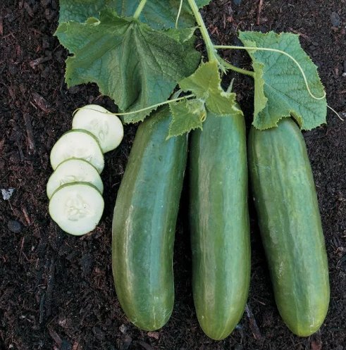 Straight Eight Cucumber 30 Seeds NonGmo Heirloom Variety Sizes Home Garden Seeds