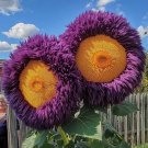 Yellow Purple Enchanting Giant Teddy Bear Sunflower 50  Seeds. Home Garden Seeds