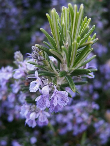 Rosemary 50 Seeds NonGmo Heirloom Variety Sizes Anthos  Home Garden Seeds