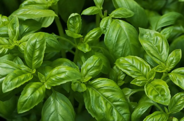 Sweet Basil 250 Seeds Nongmo Common Basil Easy Grow Herb Home Garden Seeds