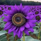 Rare Purple Sunflower 50 Seeds ‘Violet Majesty’ Home Garden Seeds