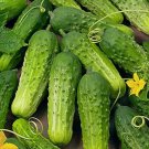 Boston Pickling Cucumber 50 Seeds Nongmo  Seed Store 1061 Home Garden Seeds