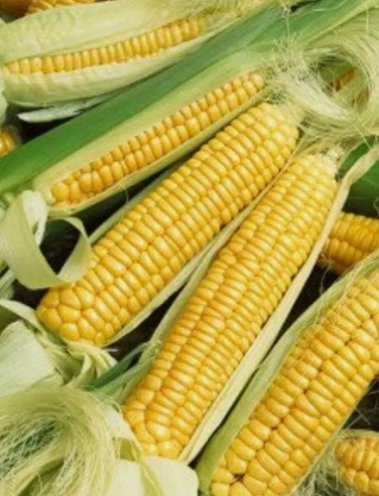 Early Golden Bantam Sweet Corn 15 Seeds Nongmo Heirloom Home Garden Seeds