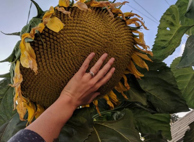 Mammoth Grey Stripe Sunflower 50 Seeds Huge Giant Large Sunflowers -Fresh Home Garden Seeds