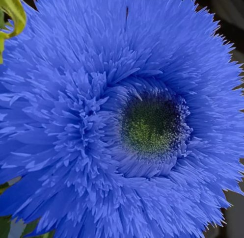 Blue Teddy Bear Sunflower 50 Seeds Stunning Annual Blooms For Your Garden Home Garden Seeds