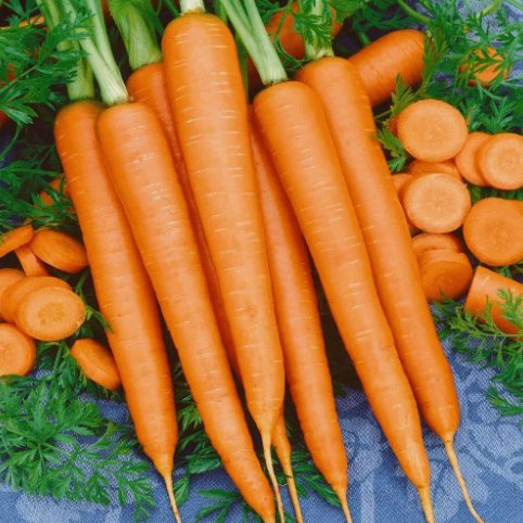 Tendersweet Carrot 300 Seeds Beta Carotene Vitamin A Non-Gmo  Home Garden Seeds