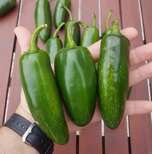 Mammoth Jalapeno Hot Pepper 100 Seeds Organic Non Gmo Home Garden Seeds