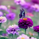 Zinnia 200 Seeds Purple Prince Flower Seeds Non Gmo Butterflies Home Garden Seeds