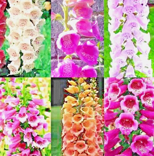 Foxglove Mix 3000 Seeds Spring Perennial Flowers Excelsior Hummingbirds Home Garden Seeds
