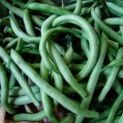 Blue Lake Bush 274 Green Bean 10 Seeds Non-Gmo Heirloom  Home Garden Seeds