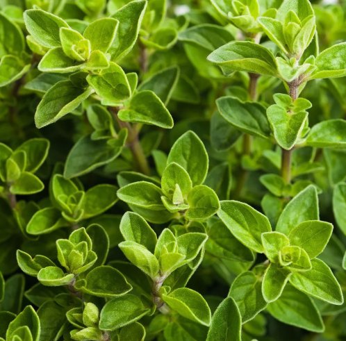 Italian Oregano Herb 4000 Seeds Origanum Vulgare Non-Gmo Variety Sizes Home Garden Seeds
