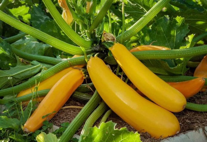 Golden Zucchini Summer Squash 15 Seeds Goldmine Zucchini Non-Gmo Home Garden Seeds