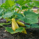 Prolific Straightneck Summer Squash 15 Seeds Non-Gmo  Home Garden Seeds