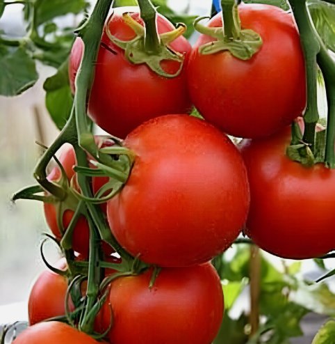 42 Day - Fastest Tomato 25 Seeds In The World To Ripen Home Garden Seeds