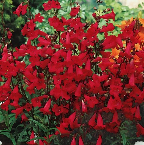 Penstemon Eaton'S Red Hummingbird 200 Seeds Perennial Beardtongue Non-GmoHome Garden Seeds