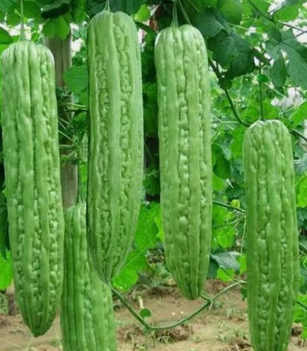 Green Skin Long Bitter Gourd 10 Seeds Bitter Melon Seeds Ku Gua Asian Vegetable Home Garden Seeds