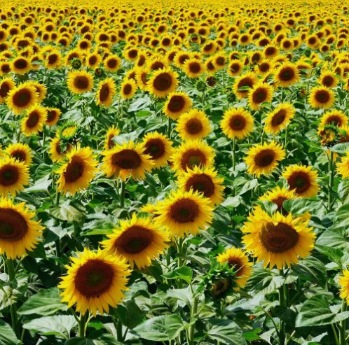 Mammoth Grey Stripe Sunflower 15 Seeds Helianthus Annuus Non-Gmo  Home Garden Seeds