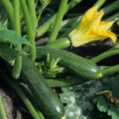 Black Beauty Zucchini 25 Seeds Summer Squash NON-GMO Courgette  Home Garden Seeds