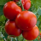 Floridade Tomato 50 Seeds Non-Gmo Heirloom Determinate Hot/Humid  Home Garden Seeds