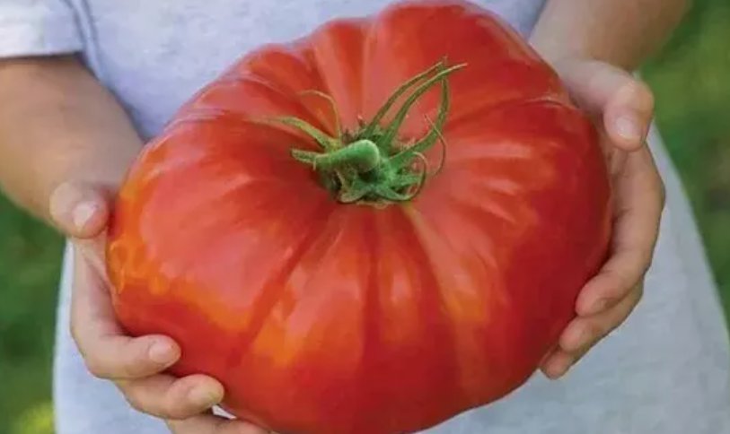 Mortgage Lifter Tomato 120 Seeds Large Heirloom Organic Non Gmo Fresh Home Garden Seeds