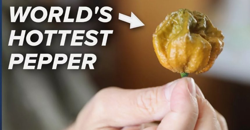 Pepper X Worlds Hottest Pepper 25 Seeds Hot Hot Vegetable Garden Planting Home Garden Seeds