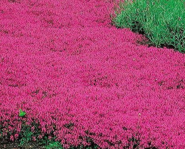 Creeping Thyme Scarlet Red 1000 Seeds Ground Cover 4" Perennial Rock GardenHome Garden Seeds