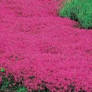Creeping Thyme Scarlet Red 1000 Seeds Ground Cover 4" Perennial Rock GardenHome Garden Seeds