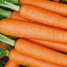 Tendersweet Carrot 150 Seeds Non-Gmo Carrot Seeds Fresh Heirloom Garden Home Garden Seeds