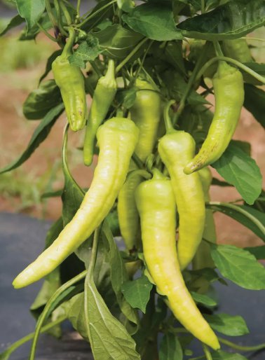 Italian Pepperoncini Pepper 25 Seeds Friggitello Non-Gmo  Home Garden Seeds