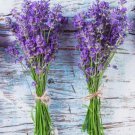 Lavender 600 Seeds (Lavandula Angustifolia) - Perennial Non-Gmo Herb Usa Home Garden Seeds