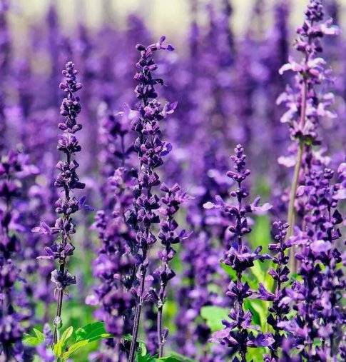 Lavender 100 Seeds For Planting - Common English Herb Lavender Non GmoHome Garden Seeds