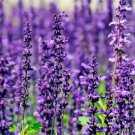 Lavender 100 Seeds For Planting - Common English Herb Lavender Non GmoHome Garden Seeds